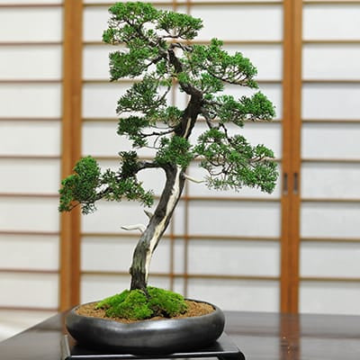 紀州真柏 花鳥風月の盆栽を販売｜盆栽妙 – 盆栽妙 本店