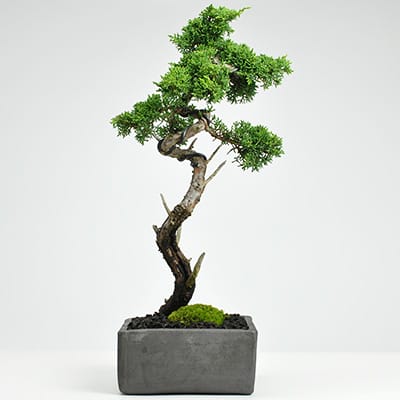 真柏 文人の盆栽を販売｜盆栽妙 – 盆栽妙 本店