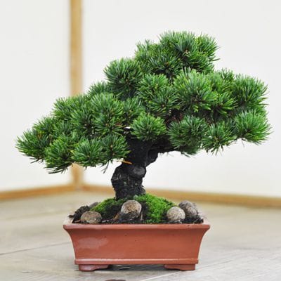 那須娘 五葉松 1点もの No.527の盆栽を販売｜通信講座は盆栽妙 – 盆栽