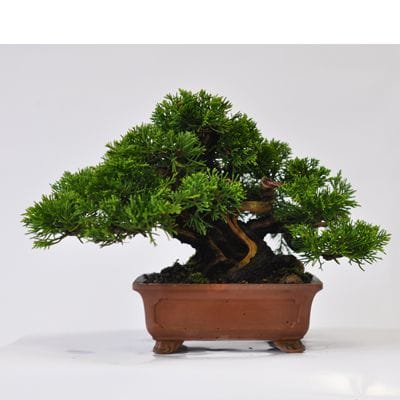 真柏 1点もの No.537の盆栽を販売｜通信講座は盆栽妙 – 盆栽妙 本店