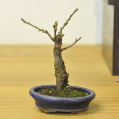 甲州野梅 No.580の盆栽を販売｜はじめては盆栽妙 – 盆栽妙 本店