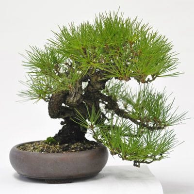 赤松 1点もの No.594の盆栽を販売｜はじめては盆栽妙 – 盆栽妙 本店