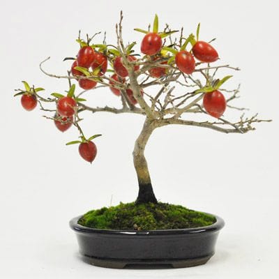 老爺柿 1点もの No.596の盆栽を販売｜はじめる盆栽妙 – 盆栽妙 本店