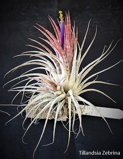 Bromeliads in Australia - Tillandsia Zebrina