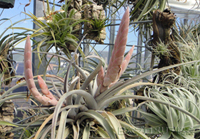 日本ブロメリア協会 会長の部屋