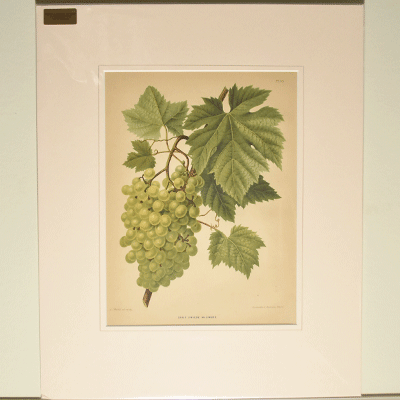 ボタニカルアート「白ブドウ」 | イギリスアンティーク家具Caurses au