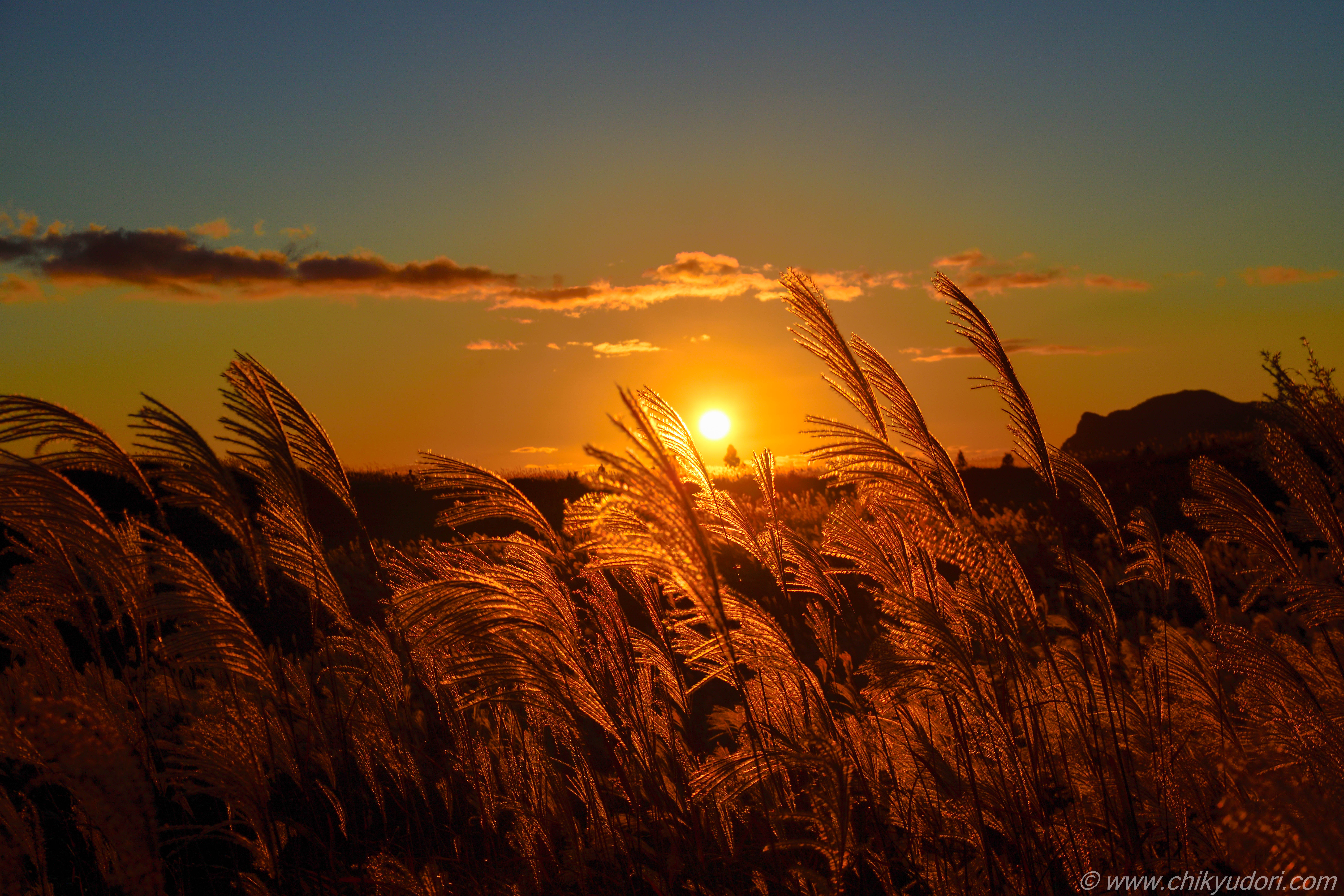 まるでナウシカの金色の野、奈良県の曾爾高原のススキ野原の夕日