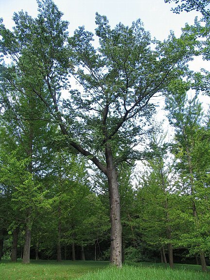 ヤマザクラ（山桜）