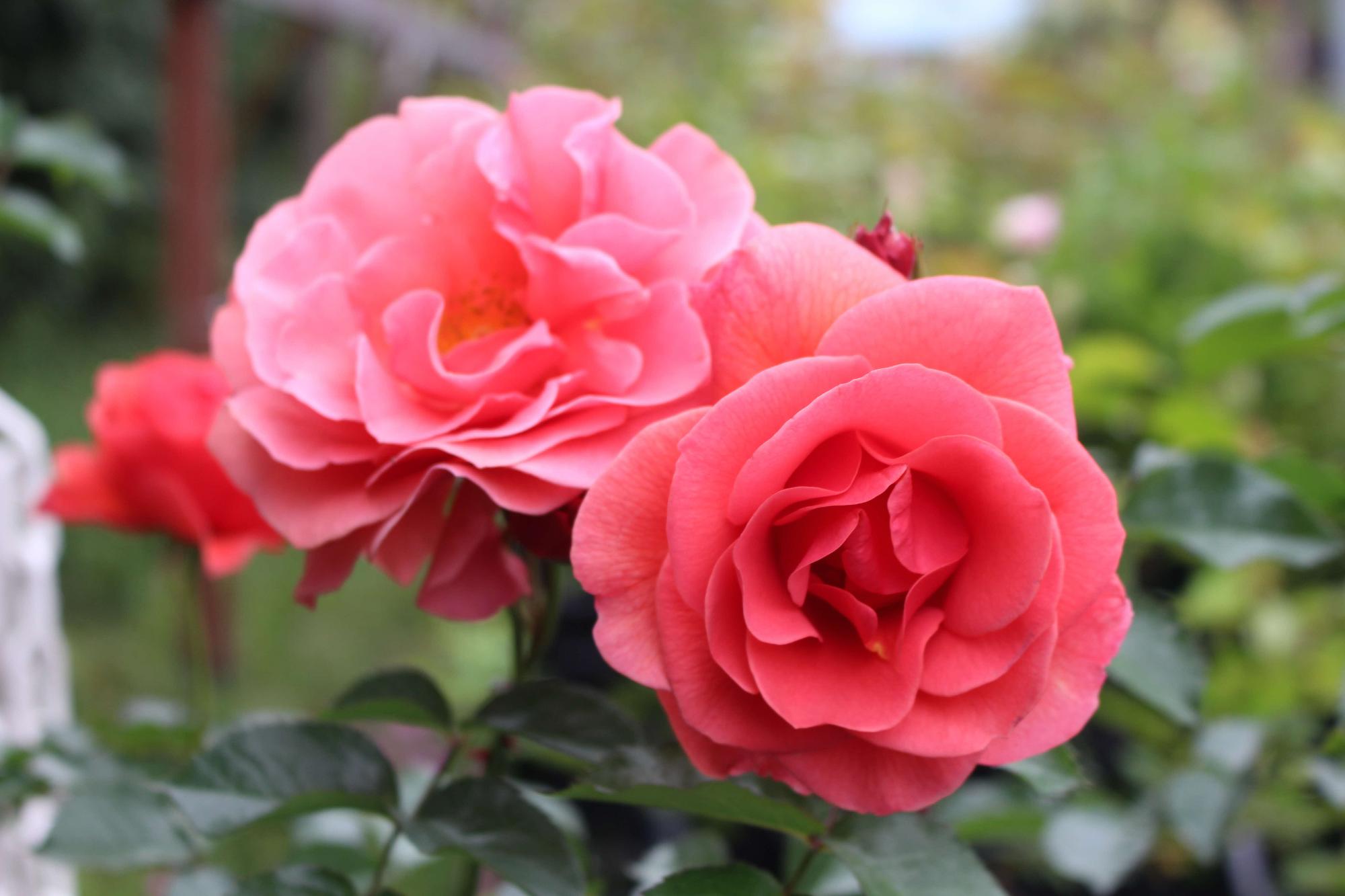 あやせオリジナルばら名称決定／綾瀬市