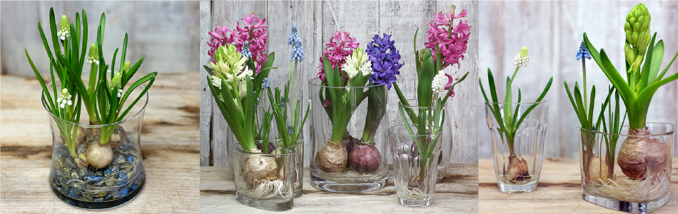 芽出し球根苗 | 新潟県の園芸会社 株式会社 日園｜球根、花木、宿根草