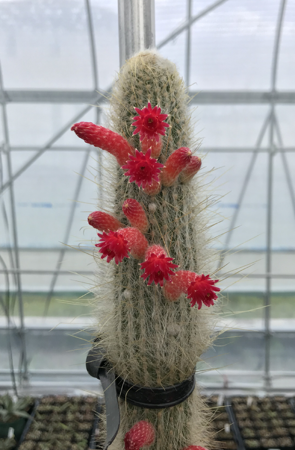 クレイストカクツス属／柱サボテンの栽培種プロフィール／ぱんさの