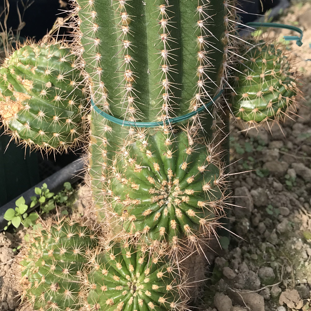 エキノプシス属（トリコケレウス属）／柱サボテンの栽培種プロフィール