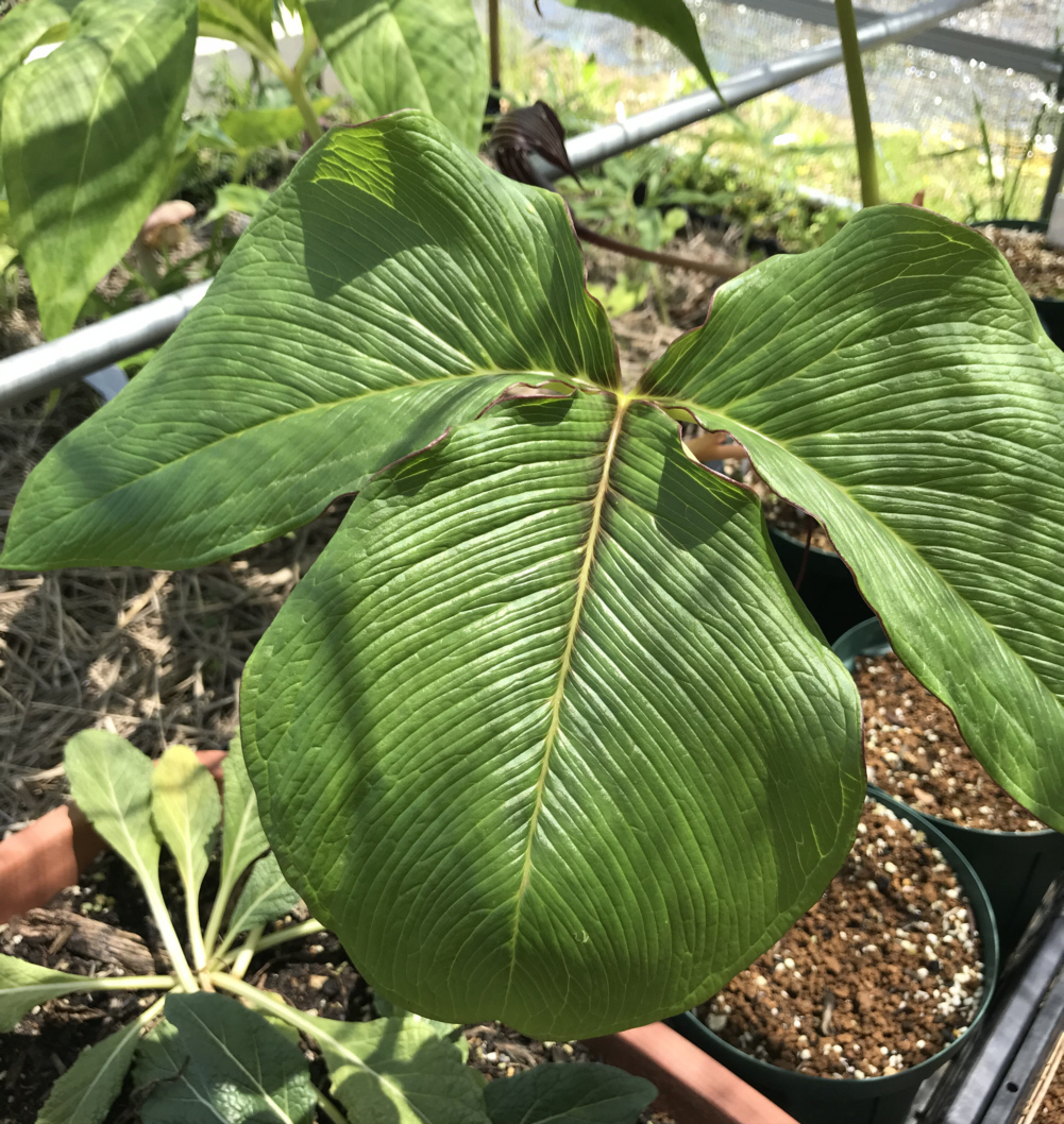 アリサエマ（テンナンショウ）属／テンナンショウ倶楽部／ぱんさの