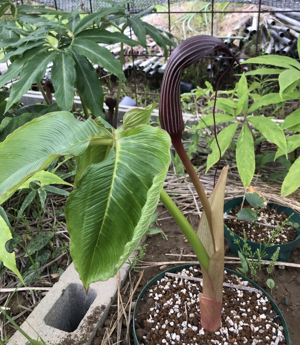 アリサエマ（テンナンショウ）属／テンナンショウ倶楽部／ぱんさの