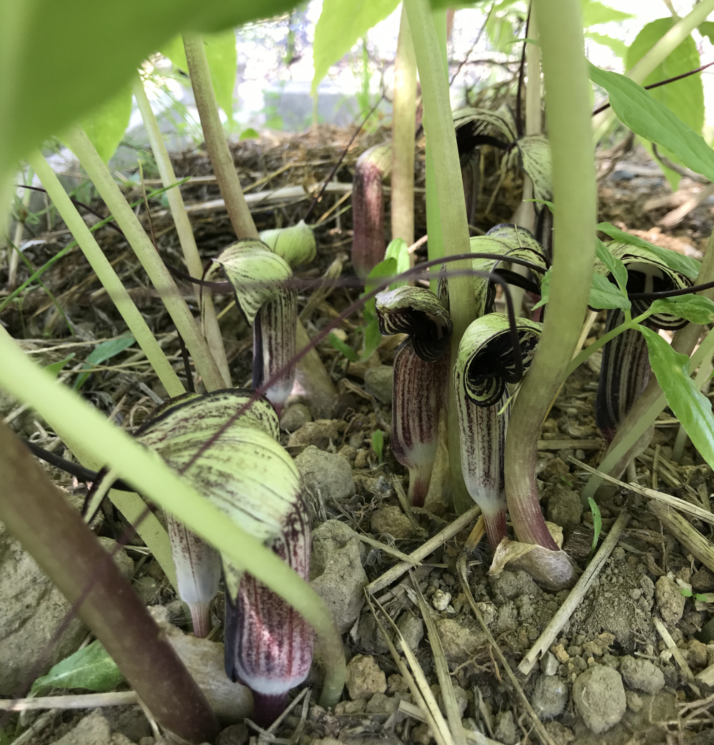 アリサエマ（テンナンショウ）属／テンナンショウ倶楽部／ぱんさの