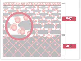 実感の得られる化粧品 ecost