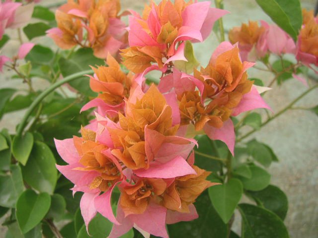 ブーゲンビレア ブーゲンビリア 育て方 花図鑑01