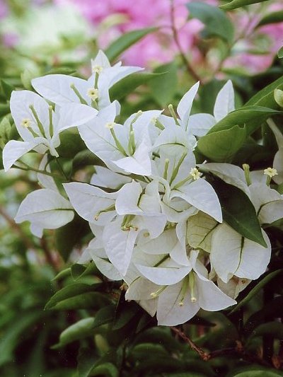 ブーゲンビレア ブーゲンビリア 育て方 花図鑑01