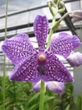 有）フローラ・ヤノオーキッド：品種紹介 バンダブルー系