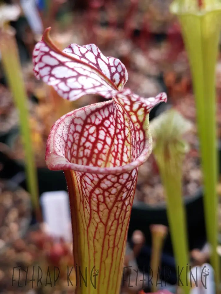 Sarracenia 'Leah Wilkerson' x 'Royal Ruby' Seeds – Flytrap King