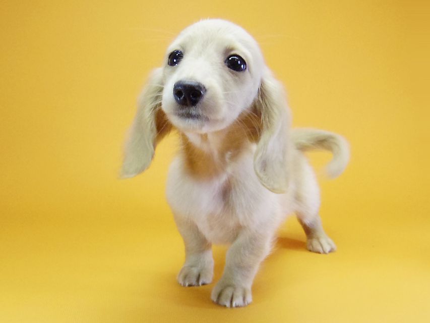 グリム & 武蔵の子犬 ピュアクリーム 女の子 ダックスフンド 子犬