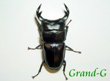グランディスオオクワガタのGrand-G【2015年 BE-KUWA 飼育ギネス