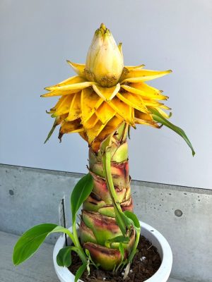 株式会社グッドツーガーデン｜神戸のエクステリア・外構工事・ガーデン