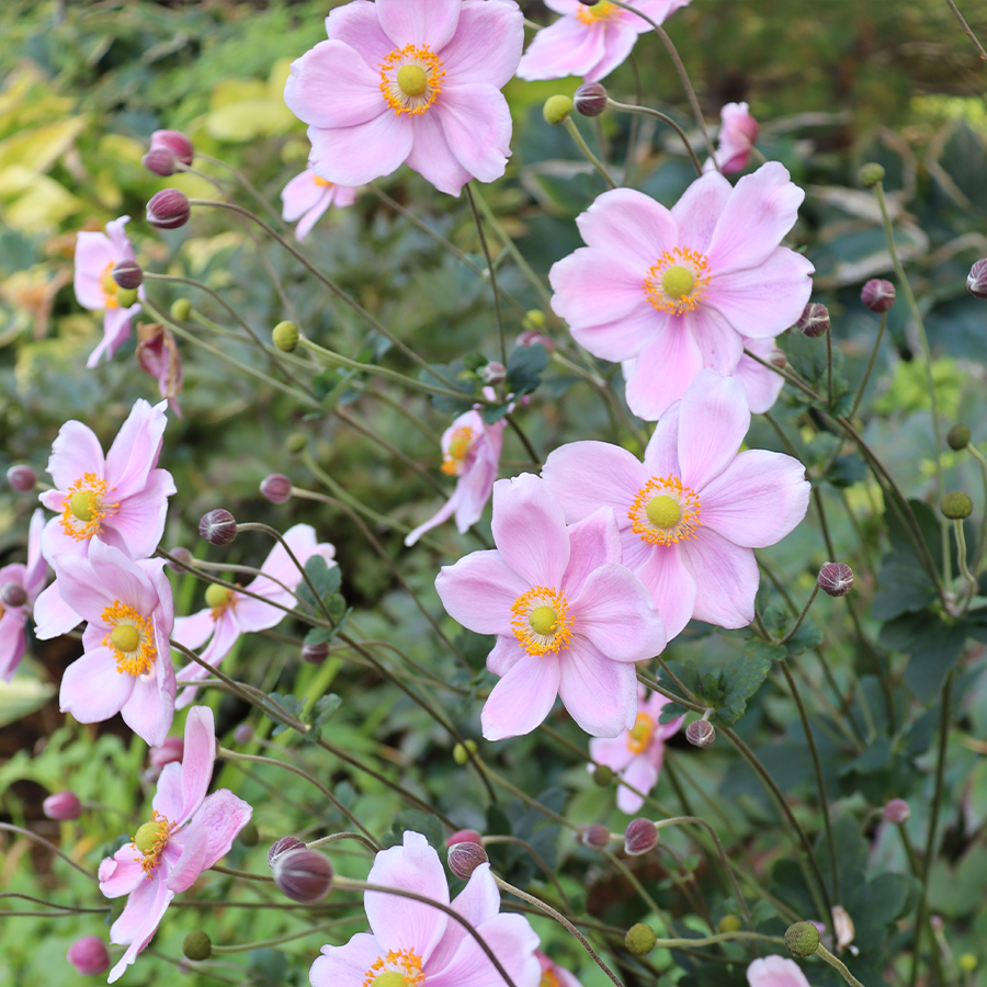 Robustissima' Japanese Anemone | Perennials – Great Garden Plants