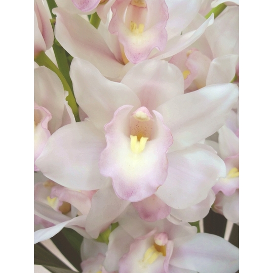 シンビジューム 『マリーローランサン』 3F 商品詳細 胡蝶蘭【グリーン