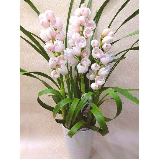 シンビジューム『マリーローランサン クイーン』 プレミアム4F 商品