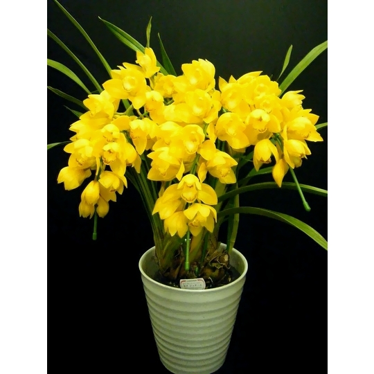 商品詳細 胡蝶蘭【グリーンショップ フェニックス】胡蝶蘭