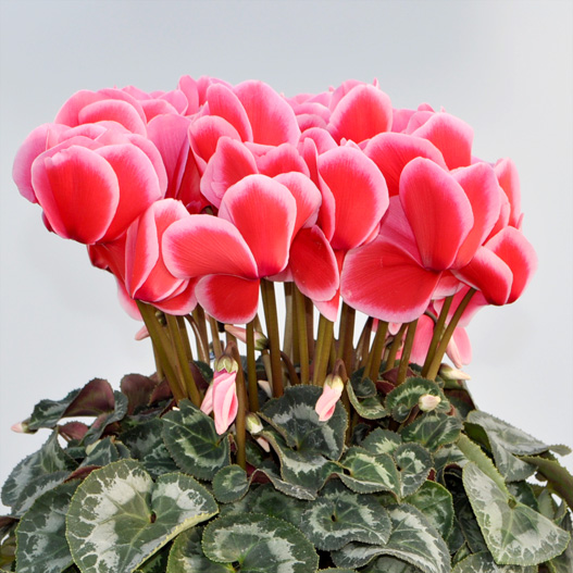 シクラメン イッセイ リップ｜WEBカタログ｜未来アグリス株式会社|未来