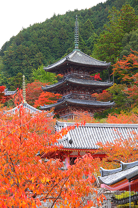 壷阪寺 紅葉