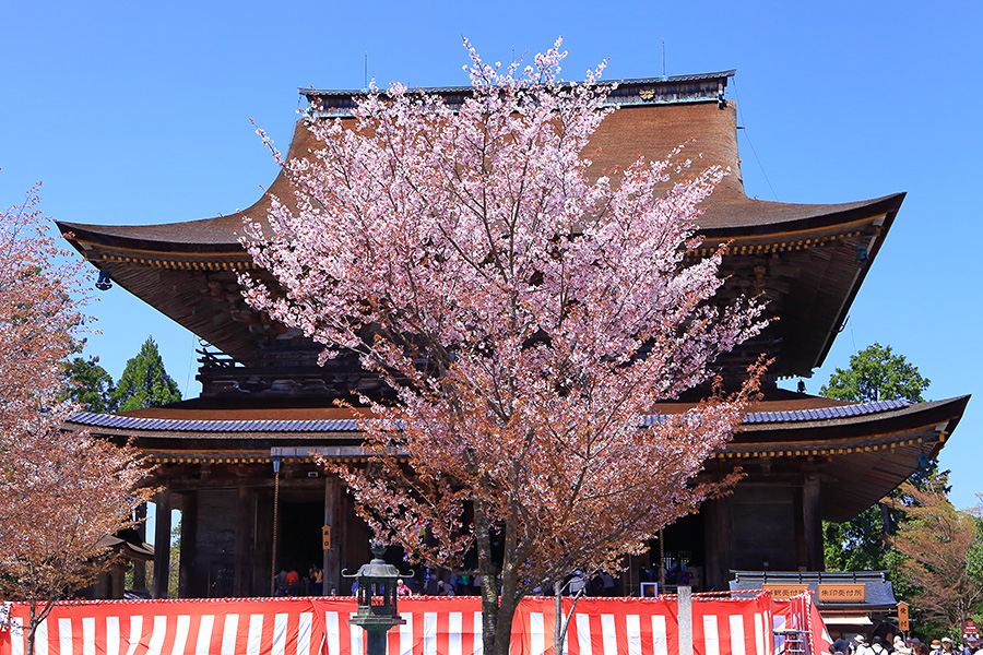金峯山寺 桜