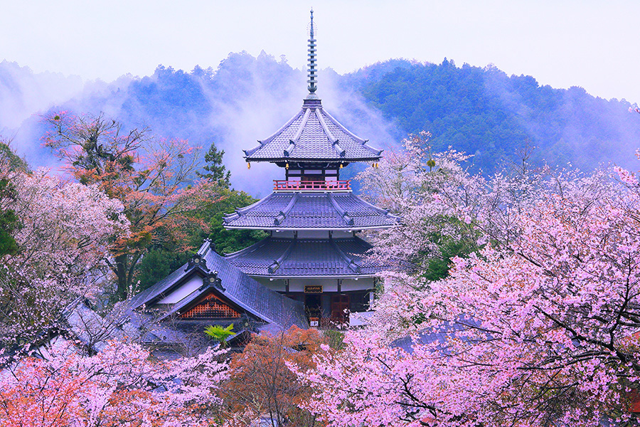 金峯山寺 桜
