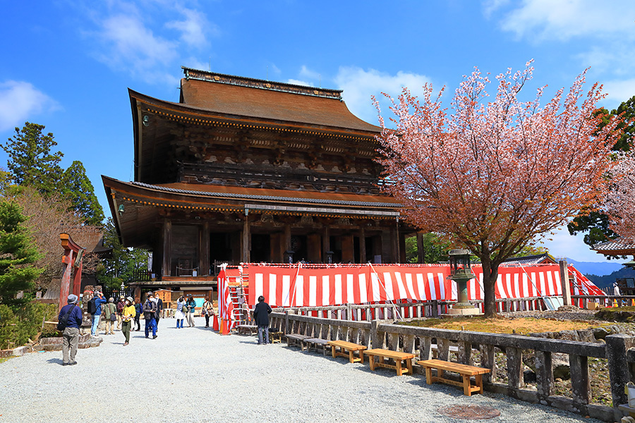 金峯山寺 桜