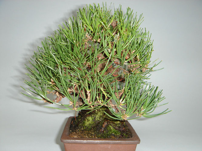 盆栽オンラインショップ幸庵/小品盆栽/小品黒松A002