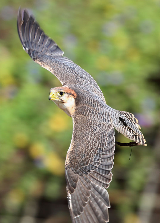 タカ、ハヤブサのショー（フクロウ,ミミズク,飛行ショー）のご案内