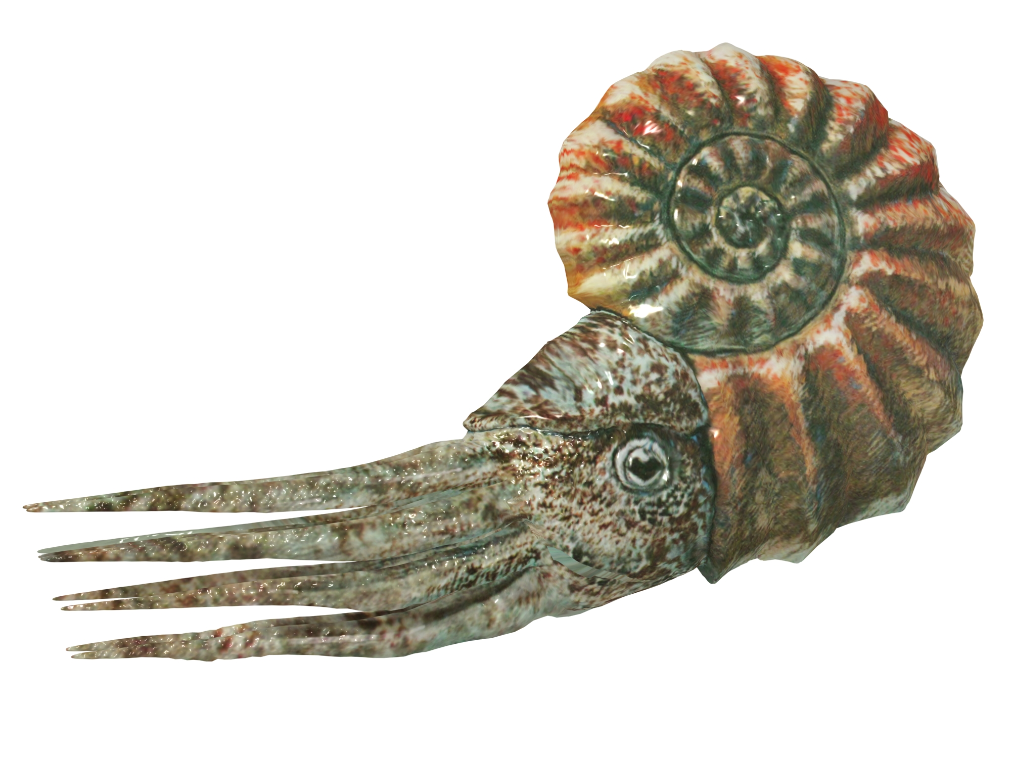 3kg 北海道 綺麗なオレンジ色のアンモナイト 化石 /恐竜 三葉虫 【公式