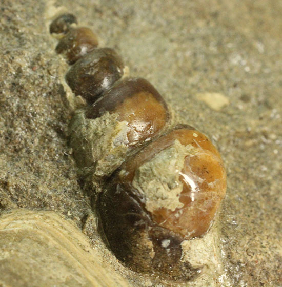 二本木認定コレクション！北海道羽幌産白亜紀カンパニアン期の巻き貝