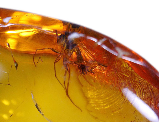 ロマンあふれる「蚊」を内包した美しい虫入り琥珀。 化石 販売