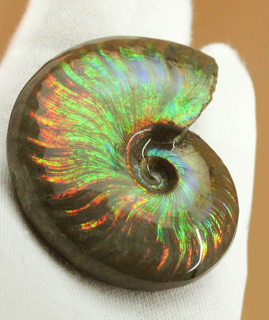 1億2000万年の時を経て絶滅アンモナイトがこんなに輝きます！両面