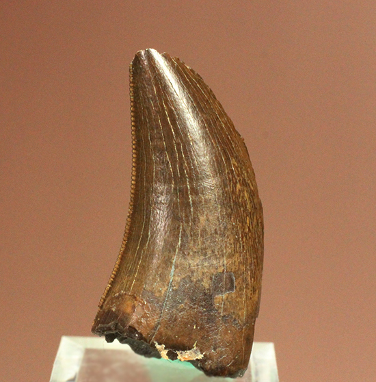 鳥肌の立つインナーセレーション！ティラノサウルス・レックスの幼体の