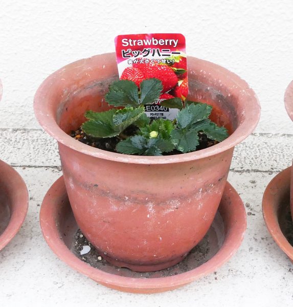 ハニーベリー苗木 鉢ごと発送 ハニーベリー苗木 鉢ごと発送 鉢物の