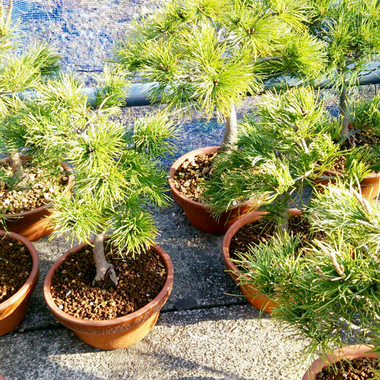 吾妻五葉松盆栽 山野草や植木・苗、ミニ盆栽、鳴子石の園芸資材の通販