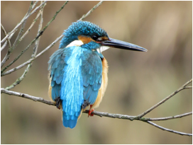 バードウォッチングをはじめよう：公益信託 サントリー世界愛鳥基金