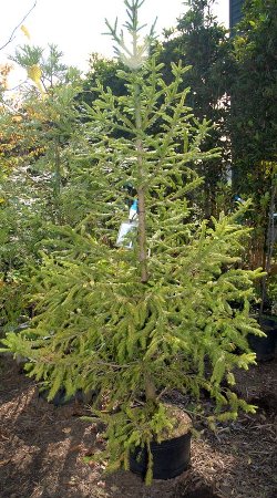 有限会社頚城園芸/新潟県/上越市 - ドイツトウヒ