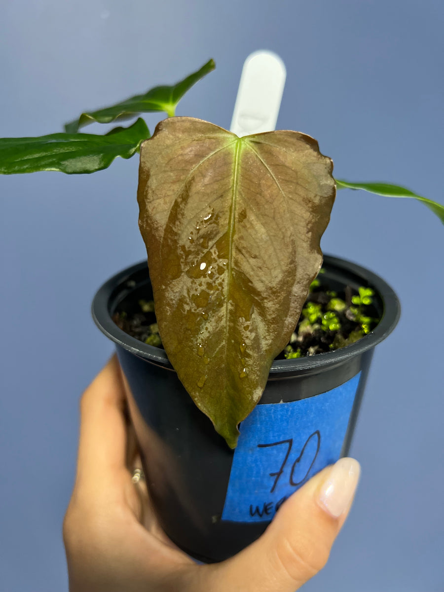 Anthurium Delta Dawn x Self – Lauderdale Aroid House