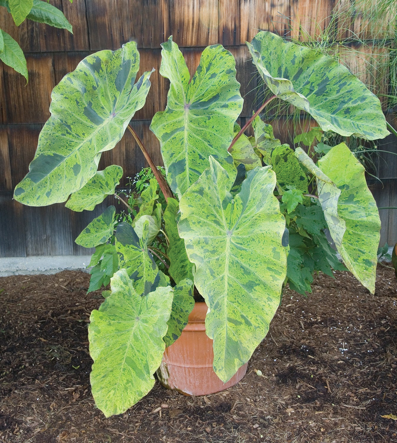 Elephant Ear 'Mojito' PP For Sale – Logee's Plants