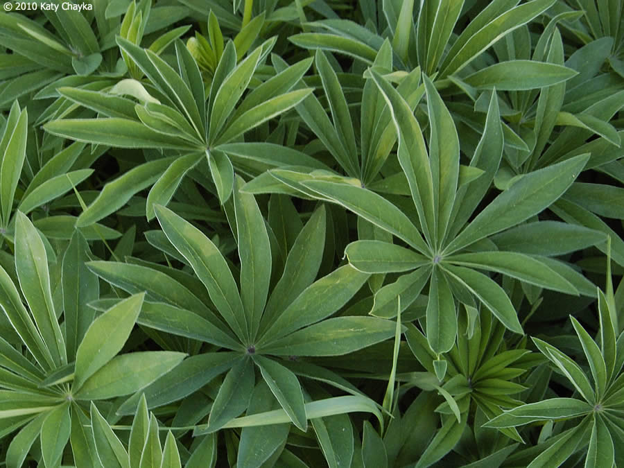 Lupinus polyphyllus (Large-leaved Lupine): Minnesota Wildflowers